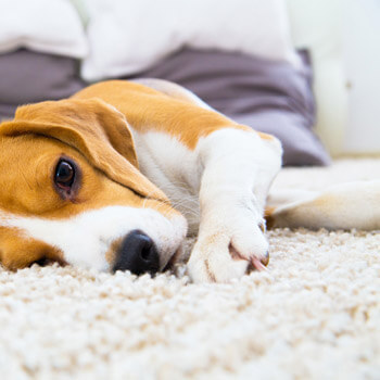 puppy on carpet