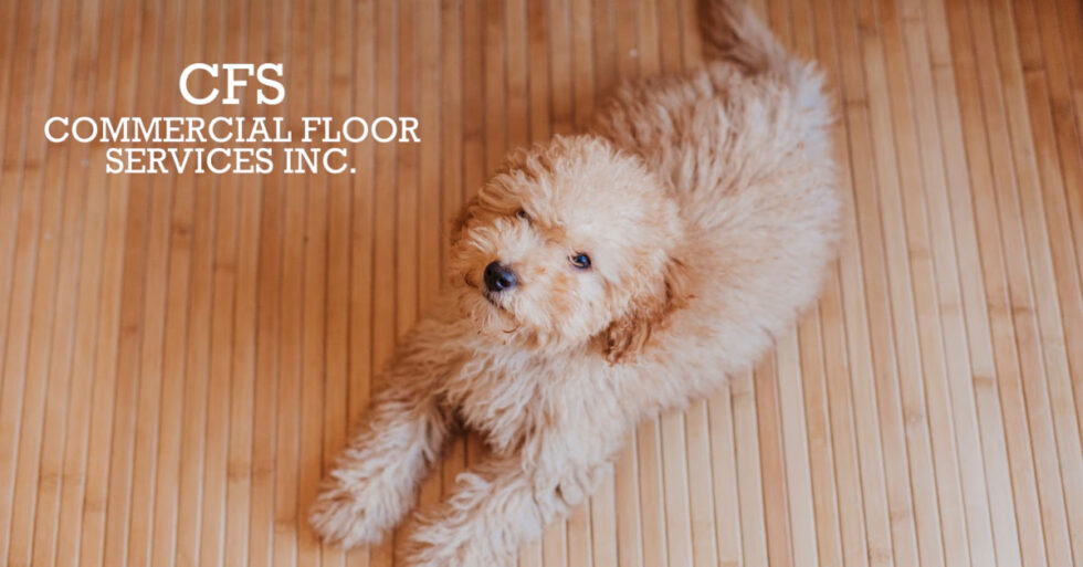 5 Best Dog Friendly Flooring Options CFS Design Studio